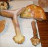 cortinarius_calochrous_1a_t1.jpg