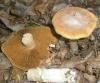 cortinarius_caperatus_3_t1.jpg