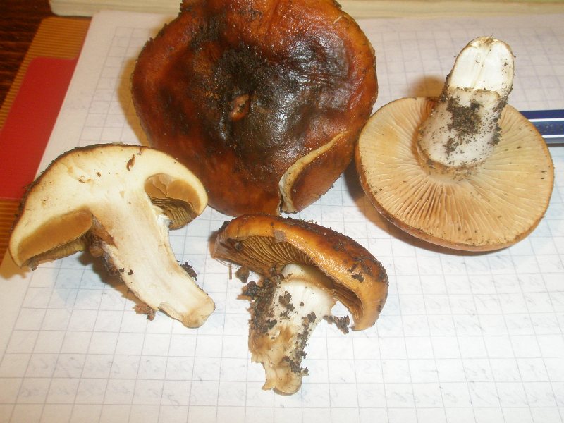 cortinarius_mucosus.jpg