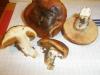 cortinarius_mucosus_t1.jpg