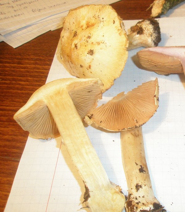 cortinarius_multiformis_1a.jpg
