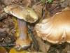 cortinarius_prasinus_1_t1.jpg