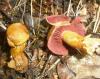 cortinarius_semisanguineus_1_t1.jpg