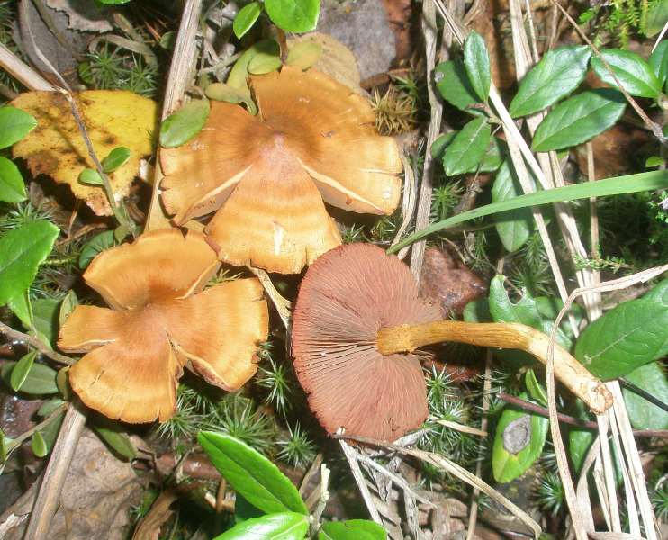cortinarius_semisanguineus_2.jpg