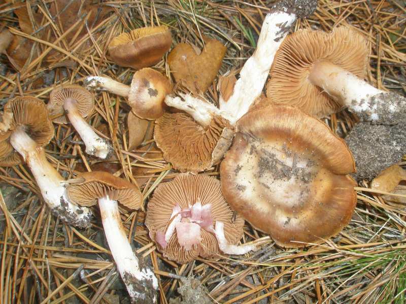 cortinarius_sp_1_1.jpg