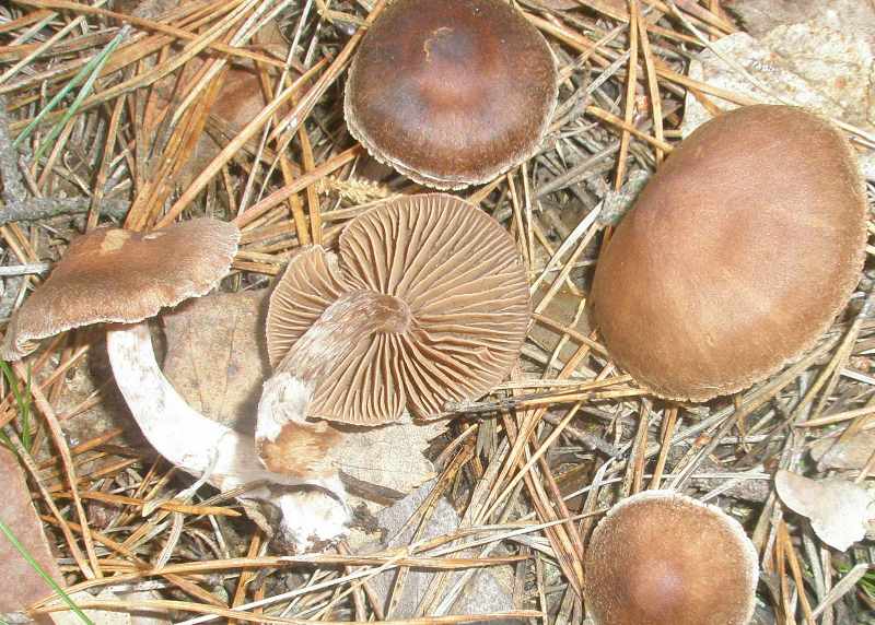 cortinarius_sp_2_1.jpg