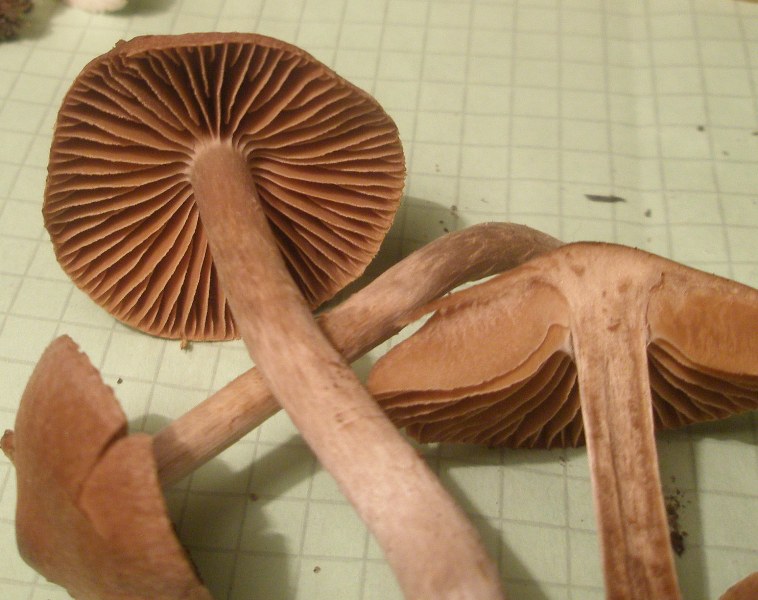 cortinarius_sp_2b.jpg