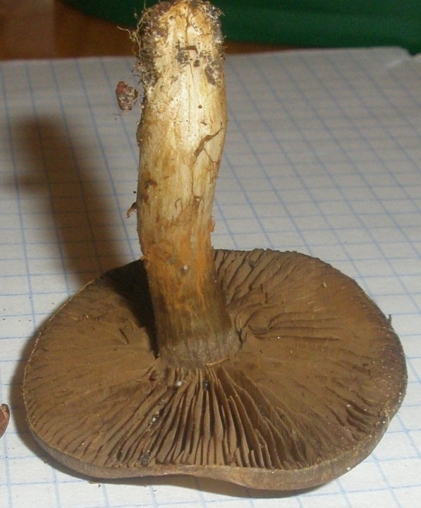 cortinarius_sp_3a.jpg