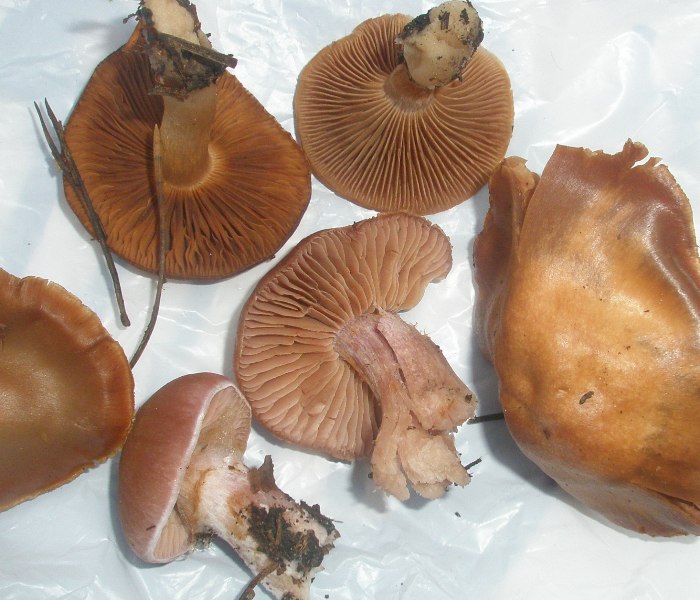 cortinarius_sp_5.jpg