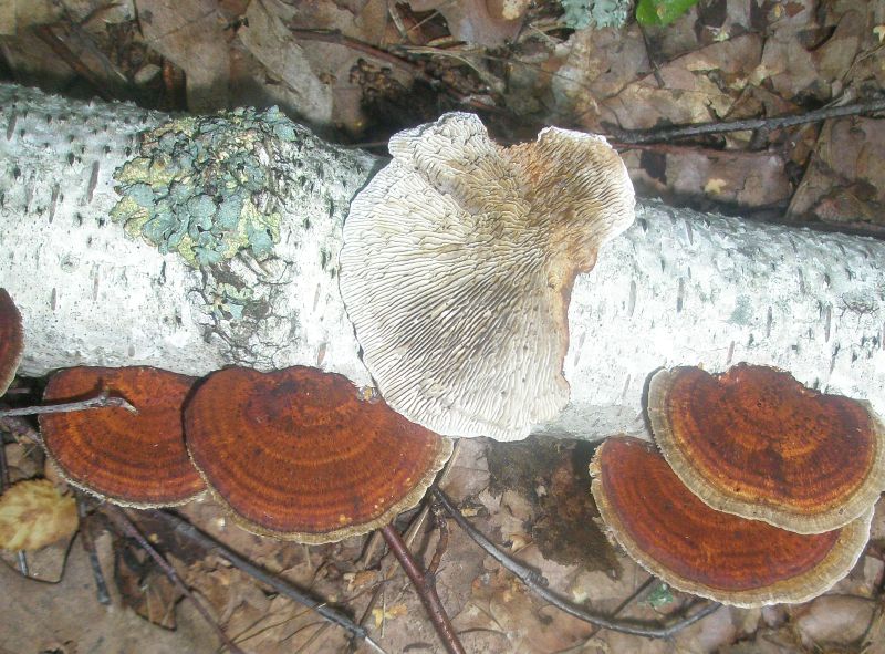 daedaleopsis_tricolor_1.jpg