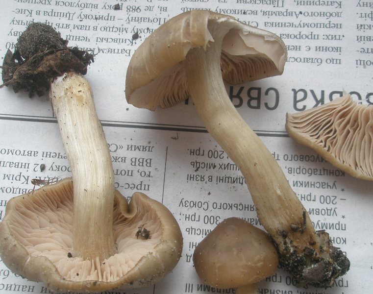 entoloma_clypeatum_3.jpg