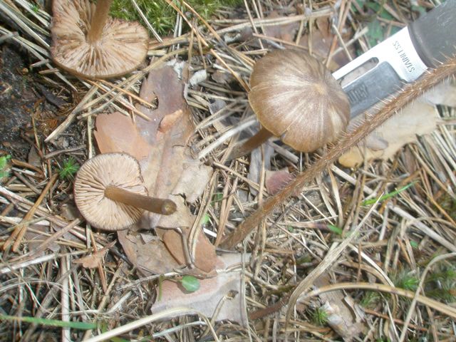 entoloma_hirtipes_1.jpg