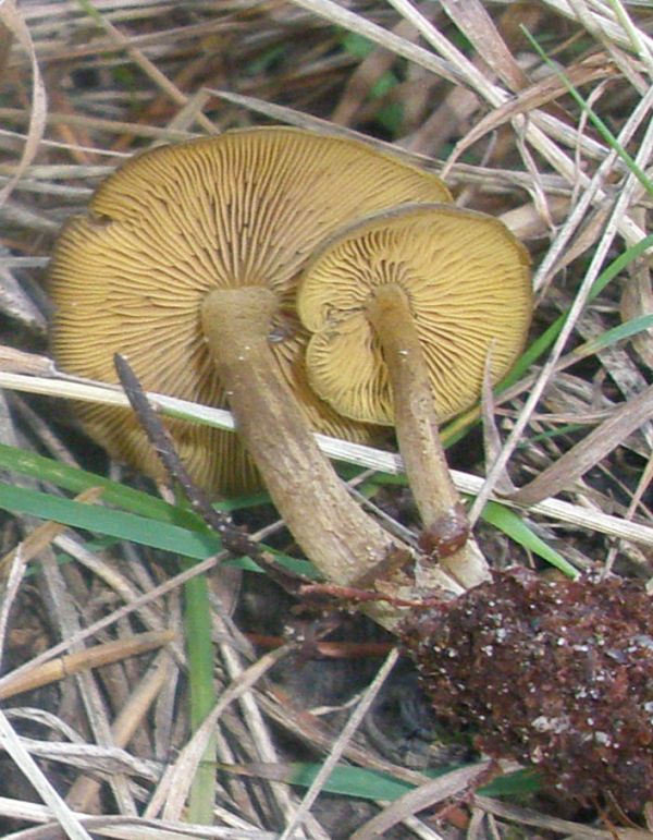 entoloma_sp_1.jpg