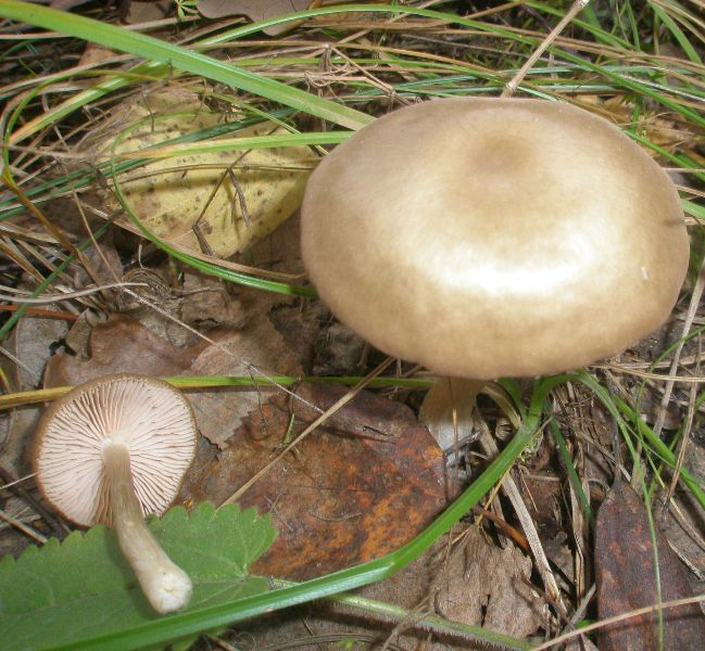 entoloma_sp_4.jpg