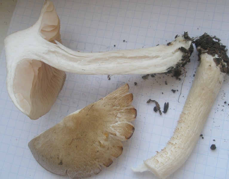 entoloma_sp_lividum_2.jpg