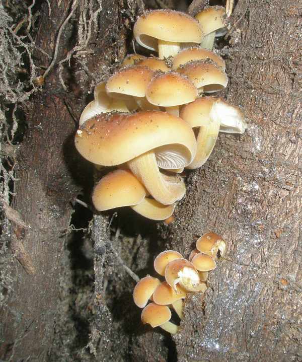 flammulina_velutipes_1_1.jpg
