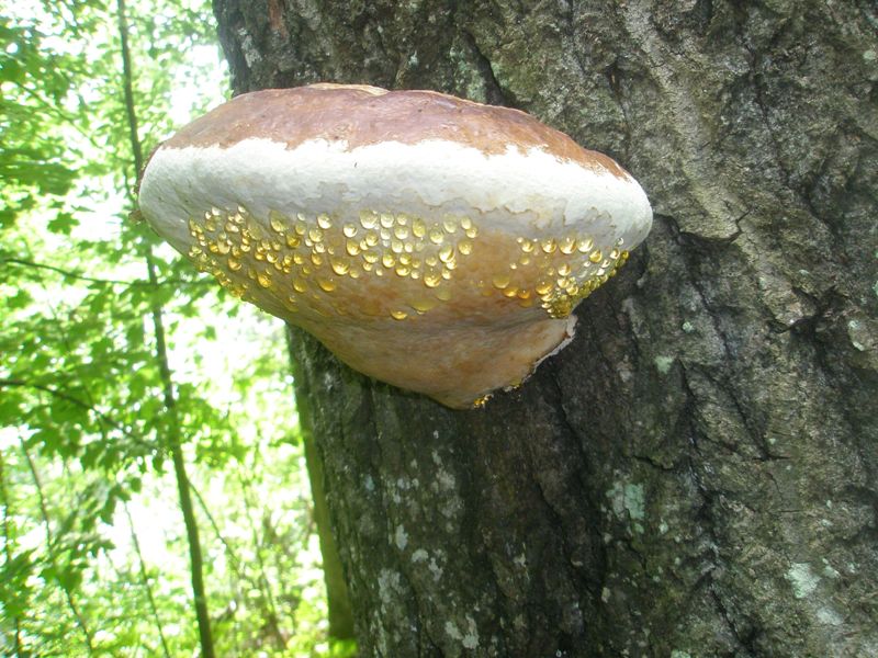 fomitopsis_pinicola_11.jpg