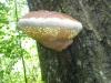 fomitopsis_pinicola_11_t1.jpg