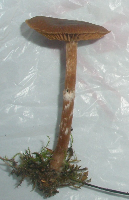galerina_sp_1.jpg