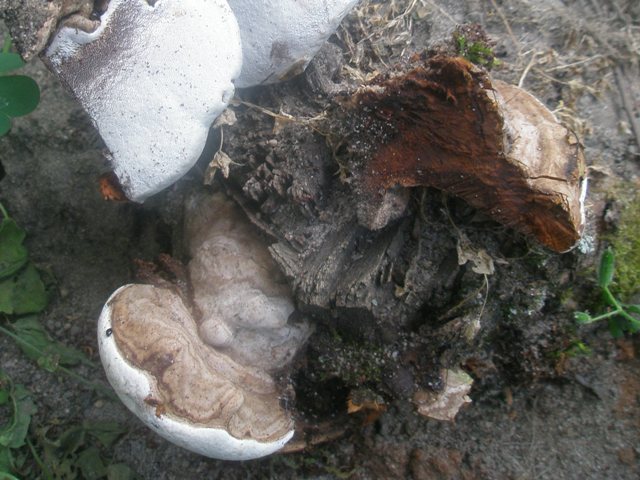 ganoderma_sp_1.jpg