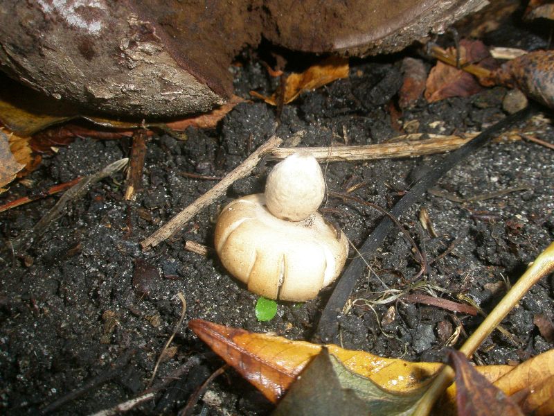 geastrum_sp_1.jpg