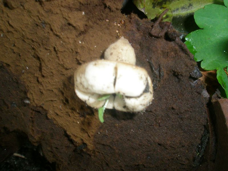 geastrum_sp_2.jpg