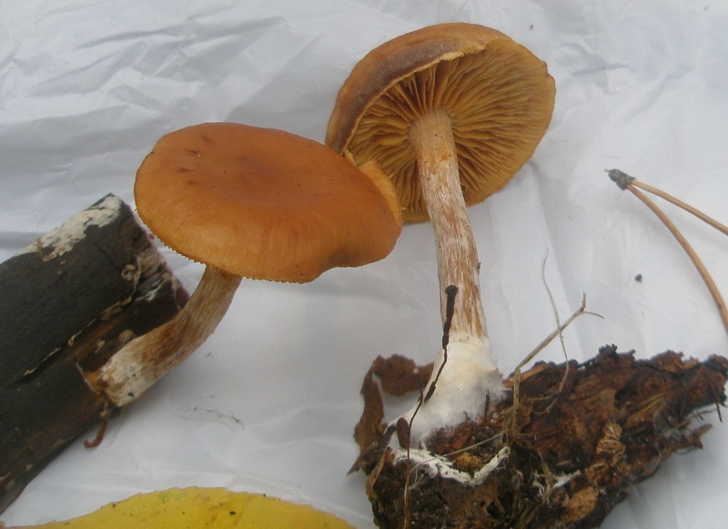 gymnopilus_penetrans_1.jpg
