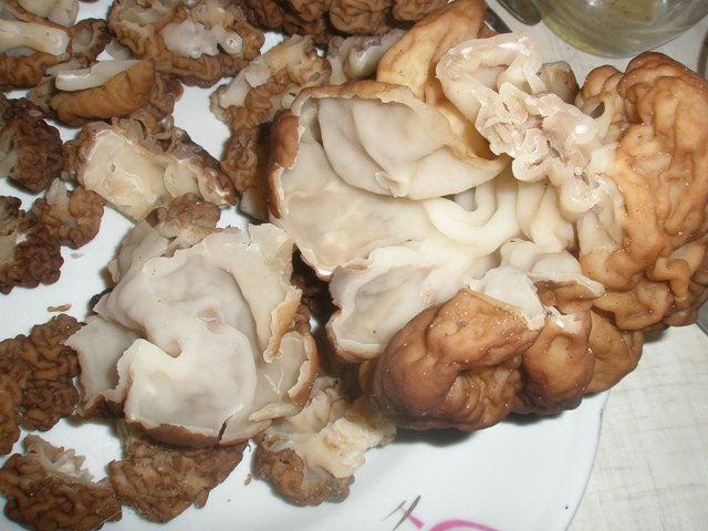 gyromitra_esculenta_6.jpg