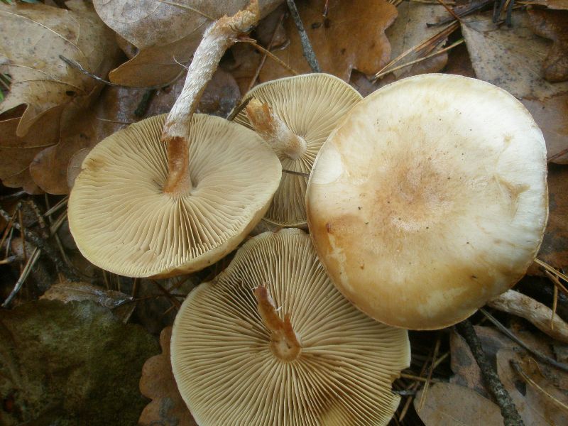 hebeloma_sp_2_1.jpg