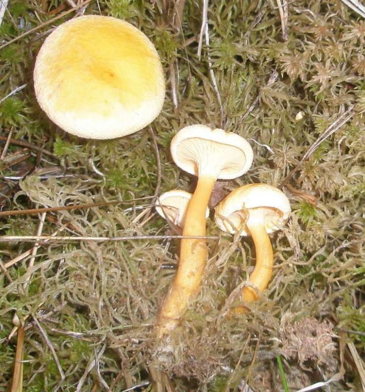 hygrophoropsis_aurantiaca_1.jpg