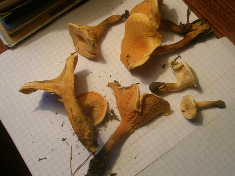 hygrophoropsis_aurantiaca_3.jpg