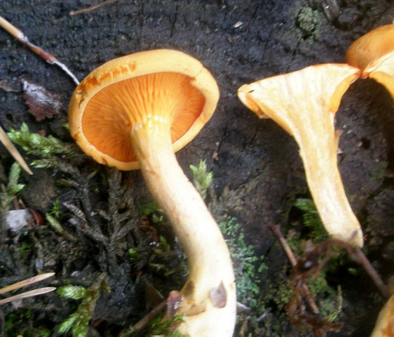 hygrophoropsis_omphalotus_sp_1a.jpg