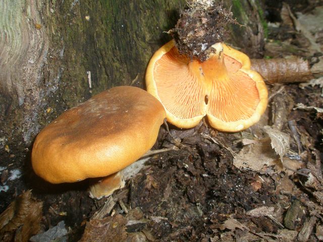 hygrophoropsis_omphalotus_sp_2.jpg