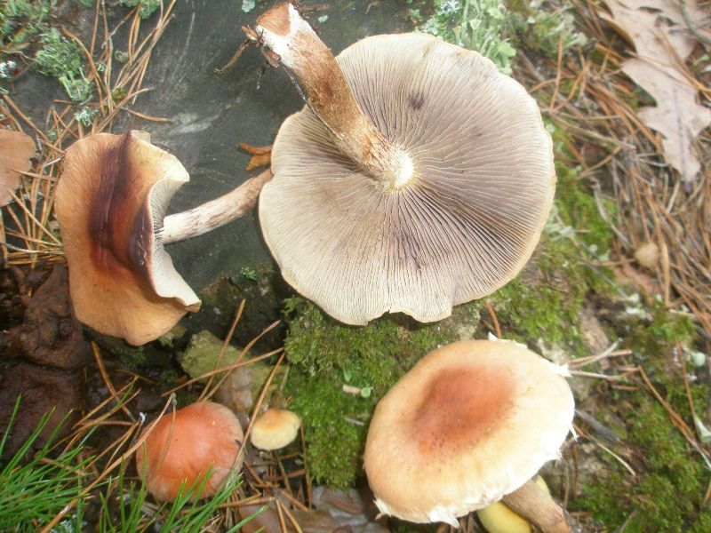hypholoma_lateritium_1a.jpg