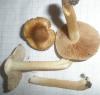 inocybe_sp_1_t1.jpg