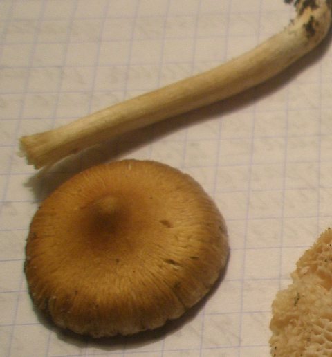 inocybe_sp_aurea_3.jpg