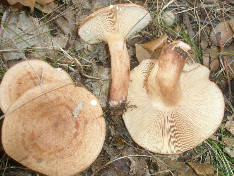 lactarius_quietus.jpg