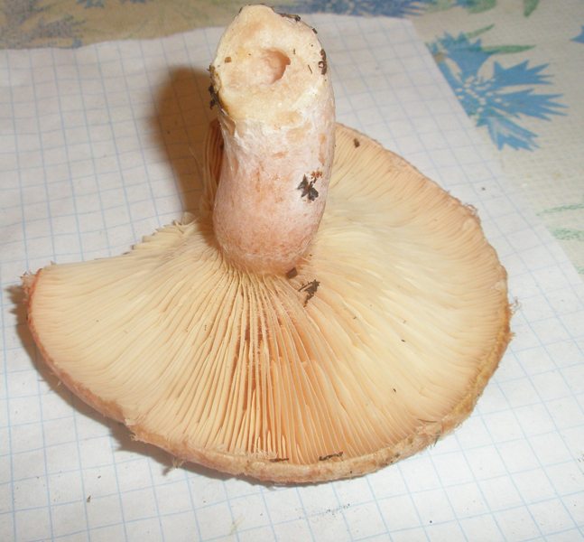 lactarius_torminosus_2.jpg