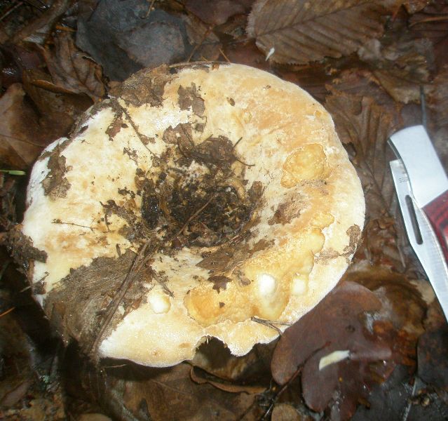 lactarius_velereus_1a.jpg
