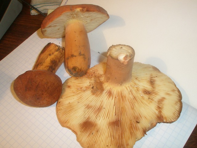 lactarius_volemus_1.jpg