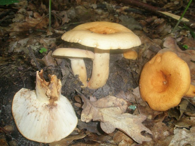 lactarius_volemus_2.jpg