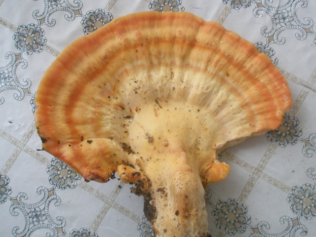 laetiporus_sulphureus_10.jpg