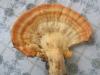 laetiporus_sulphureus_10_t1.jpg
