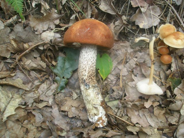 leccinum_aurantiacum_1.jpg