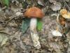 leccinum_aurantiacum_1_t1.jpg