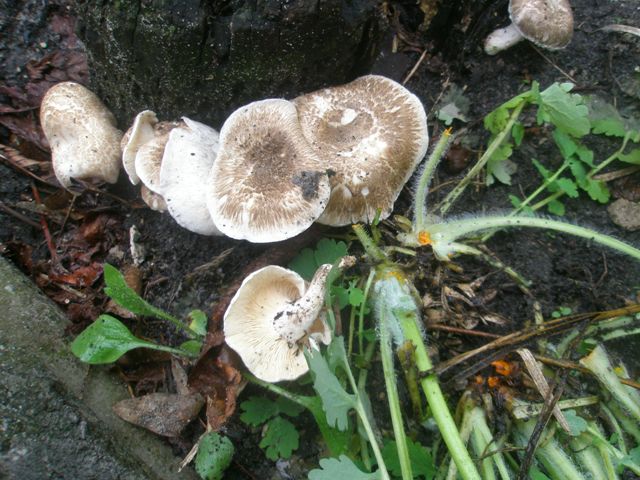 lentinus_tigrinus_1.jpg