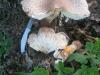 lepiota_badhami_3_t1.jpg