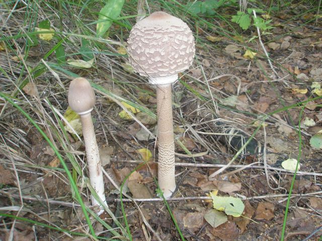 lepiota_procera_1a.jpg