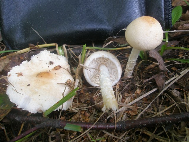 lepiota_sp_1.jpg