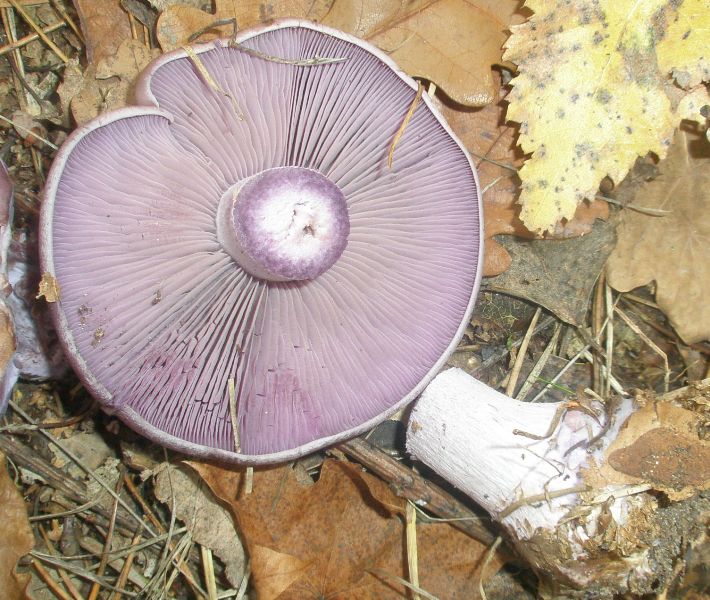 lepista_nuda_1.jpg